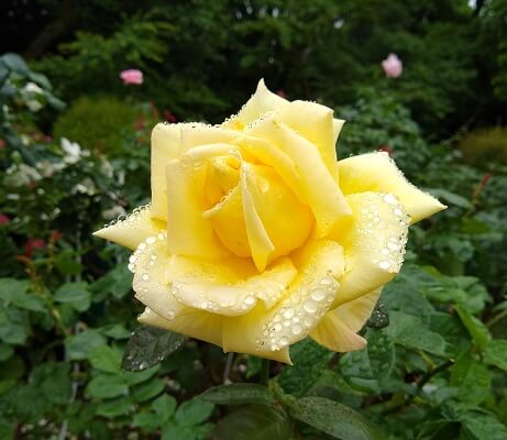 鳩山会館のバラの写真