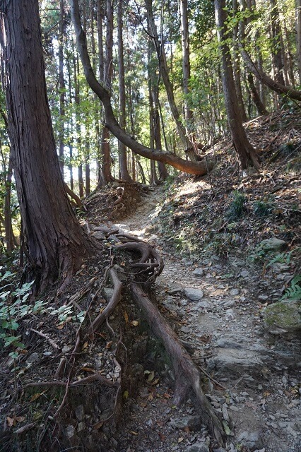 景信山への登山道の写真