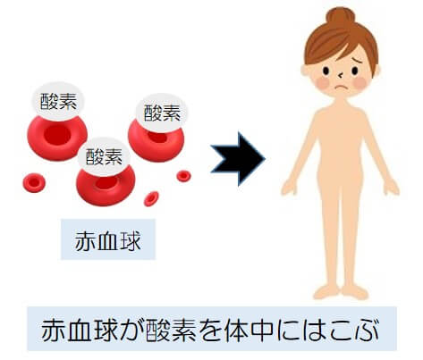 赤血球が酸素を体中に運ぶことを説明した図