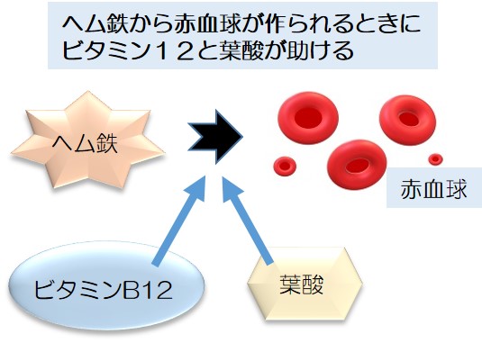 ヘム鉄から赤血球が作られることを説明した図