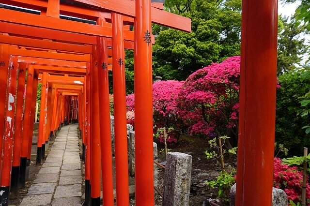 根津神社の乙女稲荷の千本鳥居の写真