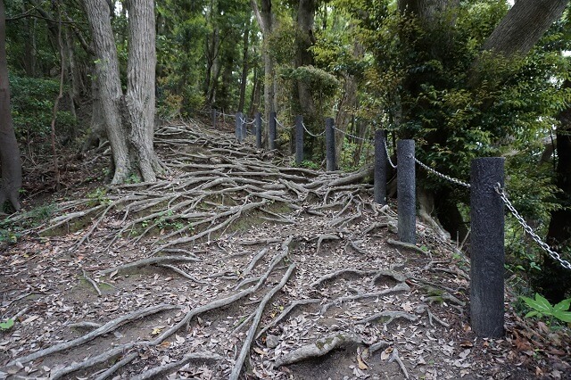 木の根が出ている登山道